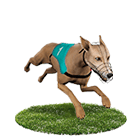 百富娛樂城白金賽狗 百富娛樂城白金賽狗